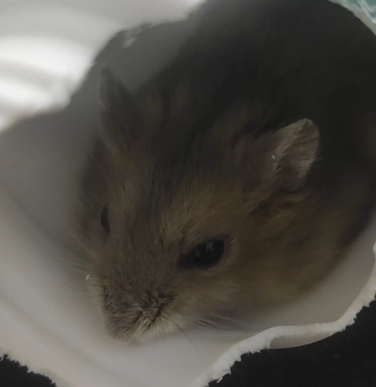 hamster